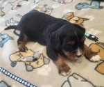 Small Photo #31 Aussalier Puppy For Sale in ATHOL, ID, USA