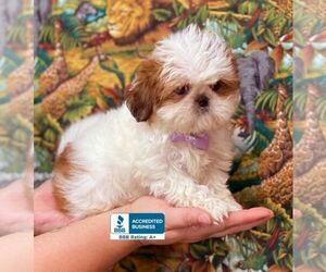 Shih Tzu Puppy for sale in WINNSBORO, LA, USA