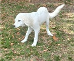 Puppy choice Great Pyrenees