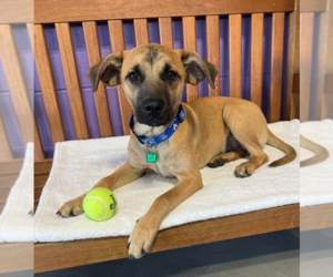 Mutt Dogs for adoption in Genesee, WI, USA