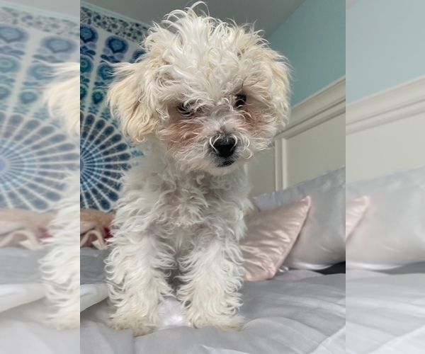 Medium Photo #4 Shih-Poo-Zuchon Mix Puppy For Sale in GALENA, NV, USA
