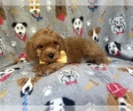 Small #1 Cavapoo