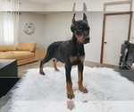 Small #9 Doberman Pinscher