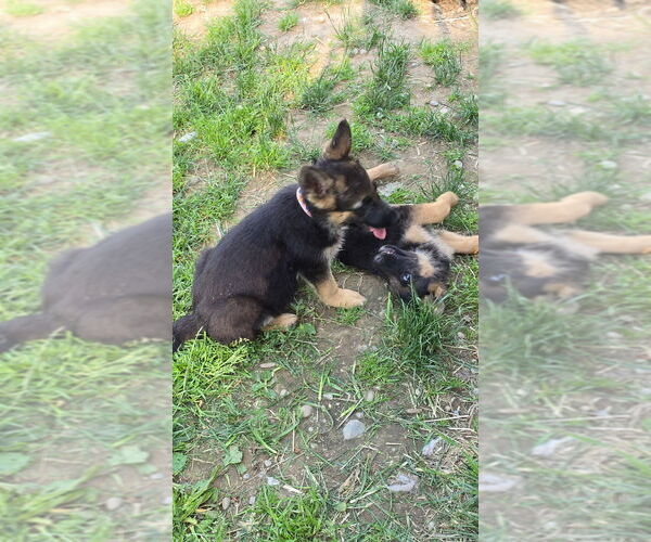 Medium Photo #19 German Shepherd Dog Puppy For Sale in MONROE, WA, USA