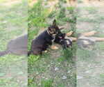 Small #18 German Shepherd Dog
