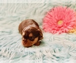 Small Photo #5 Yorkshire Terrier Puppy For Sale in LA SIERRA, CA, USA