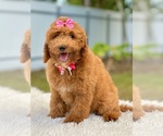 Small Photo #4 Goldendoodle (Miniature) Puppy For Sale in FROSTPROOF, FL, USA