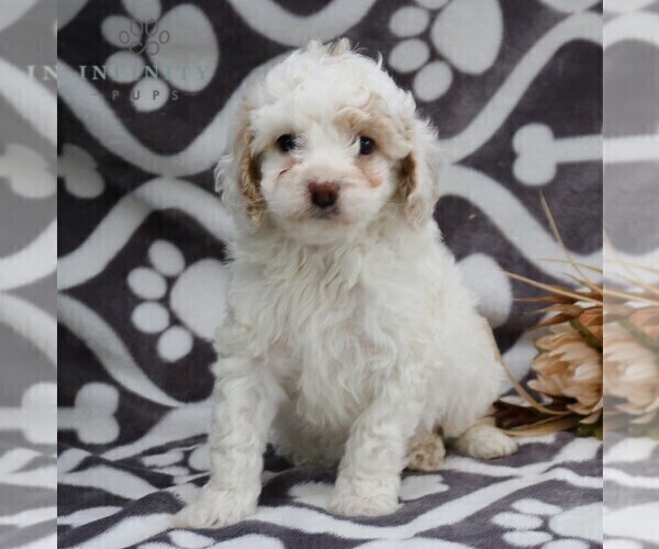 Medium Photo #1 Poodle (Miniature) Puppy For Sale in LEOLA, PA, USA
