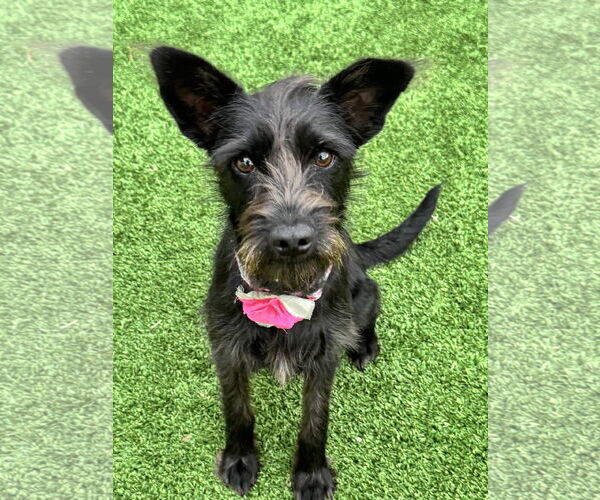 Medium Photo #2 Mutt Puppy For Sale in Fort Worth, TX, USA