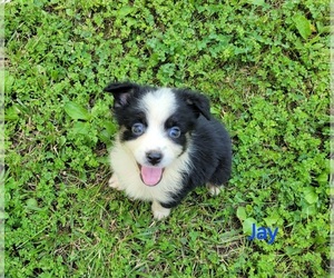 Miniature Australian Shepherd Puppy for Sale in HARDY, Arkansas USA
