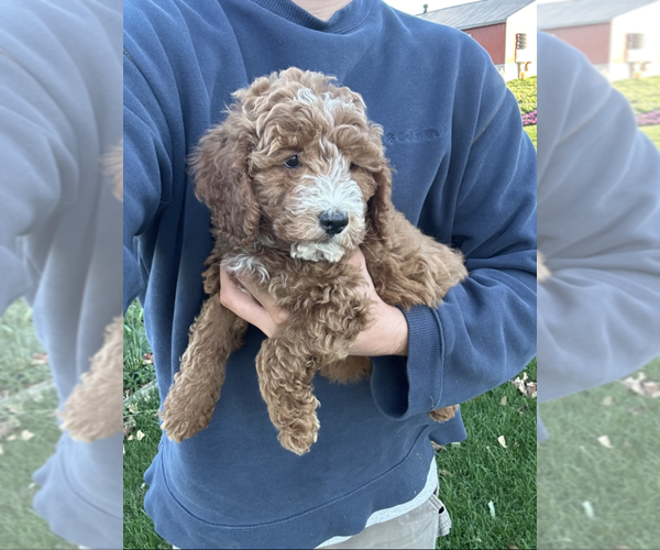 Medium Photo #2 Goldendoodle (Miniature) Puppy For Sale in MILWAUKEE, WI, USA