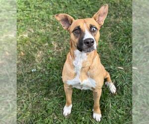 Black Mouth Cur-Unknown Mix Dogs for adoption in Conroe, TX, USA