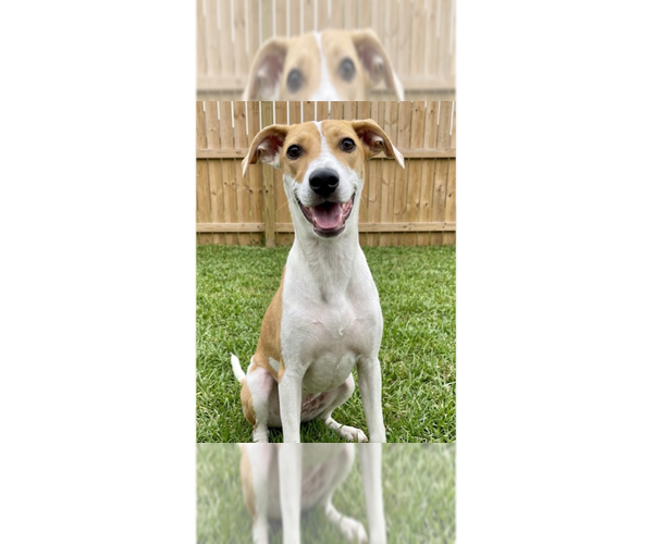 Medium Photo #1 Labrador Retriever-Unknown Mix Puppy For Sale in Grovertown, IN, USA