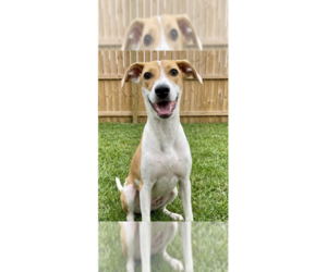 Labrador Retriever-Unknown Mix Dogs for adoption in Grovertown, IN, USA