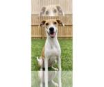 Small Labrador Retriever Mix
