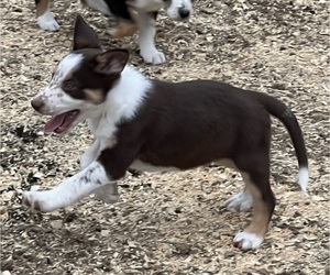 Border Collie Puppy for sale in BARDSTOWN, KY, USA