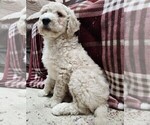 Small #3 Goldendoodle