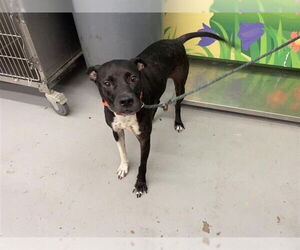 Labrador Retriever Dogs for adoption in Waco, TX, USA