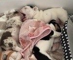 Small #3 English Bulldog