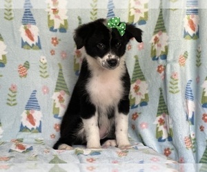 Australian Shepherd Puppy for sale in LAKELAND, FL, USA