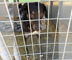 Small #8 Labrador Retriever Mix