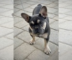 Small Photo #9 French Bulldog Puppy For Sale in MURRIETA, CA, USA