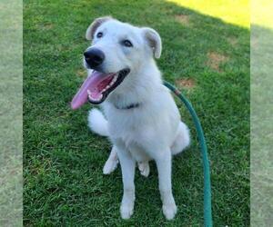 Pyrenees Husky Dogs for adoption in Long Beach, CA, USA