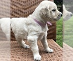 Small Photo #4 Goldendoodle Puppy For Sale in SOUTHBURY, CT, USA