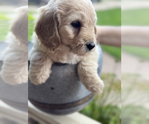 Goldendoodle-Poodle (Miniature) Mix Puppy for sale in CAMBRIDGE, MN, USA