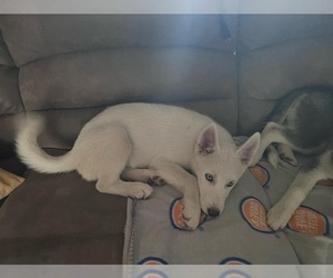 Siberian Husky Puppy for sale in ARLINGTON, TX, USA