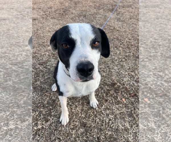 Medium Photo #1 Mutt Puppy For Sale in Holly Springs, NC, USA