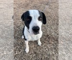 Small Mutt
