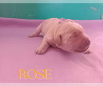 Image preview for Ad Listing. Nickname: Rose