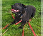Small #5 American Pit Bull Terrier Mix