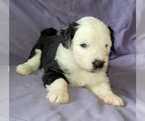 Medium Photo #1 Old English Sheepdog Puppy For Sale in CANON CITY, CO, USA