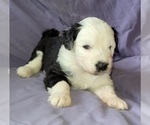 Small Photo #1 Old English Sheepdog Puppy For Sale in CANON CITY, CO, USA