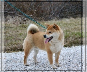 Father of the Shiba Inu puppies born on 01/12/2023