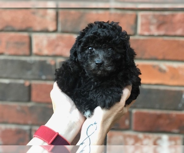 Medium Photo #5 Poodle (Toy) Puppy For Sale in MALVERN, AR, USA