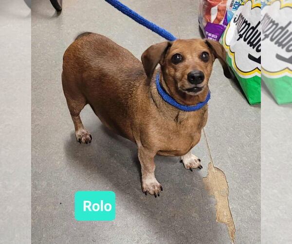 Medium Photo #1 Dachshund Puppy For Sale in Richmond, IN, USA