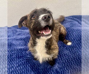 Mutt Dogs for adoption in Riverside, CA, USA