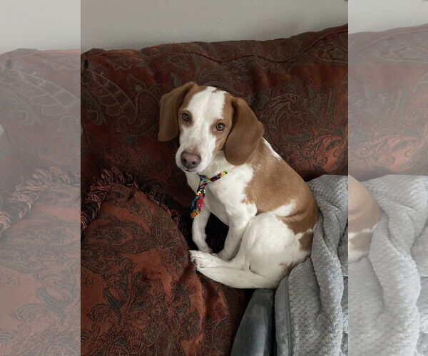 Medium Photo #1 Beagle Puppy For Sale in Minneapolis, MN, USA