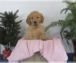 Puppy Jack Golden Retriever