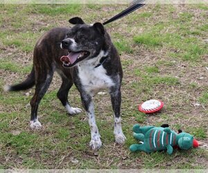 Boston Terrier-Labrador Retriever Mix Dogs for adoption in Bandera, TX, USA