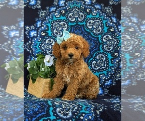 Poodle (Miniature) Puppy for sale in NEW PROVIDENCE, PA, USA