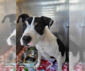 American Staffordshire Terrier-Unknown Mix Dogs for adoption in San Antonio, TX, USA