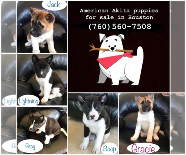 Medium Photo #1 Akita Puppy For Sale in CYPRESS, TX, USA