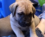 Small #4 Boerboel