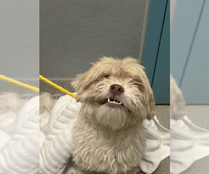 Maltese-Unknown Mix Dogs for adoption in Las Vegas, NV, USA