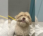 Small Maltese Mix
