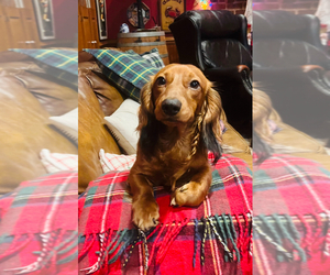 Dachshund Puppy for Sale in MIDLOTHIAN, Virginia USA